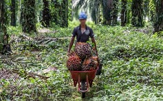 Palm oil worker
